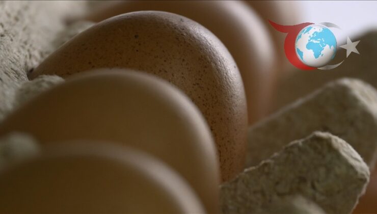 Yumurta Fiyatları Üzerine Yeni Düzenlemeler: Bakanlık Harekete Geçti