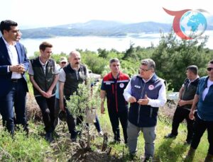 Zeytin ağaçlarıyla kırsala umut olacak proje hayata geçirildi