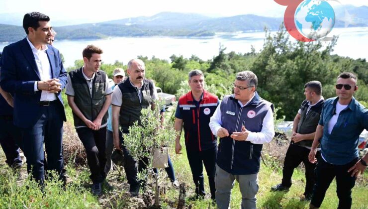 Zeytin ağaçlarıyla kırsala umut olacak proje hayata geçirildi