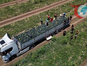 Adana’da Karpuz Fiyatları Dibe Vurdu: Üretici Zor Durumda