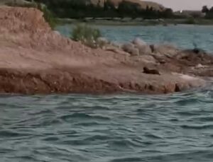 Adıyaman’da Nadir Su Samuru Görüntülendi