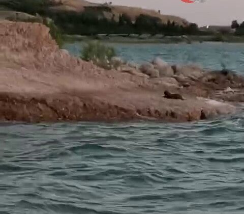 Adıyaman’da Nadir Su Samuru Görüntülendi