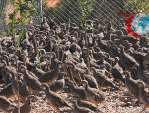 Afyonkarahisar’da Keklikler İle Doğaya Biyolojik Destek