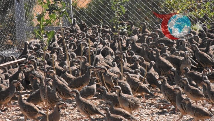 Afyonkarahisar’da Keklikler İle Doğaya Biyolojik Destek