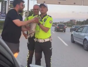 Ankara’da Kahraman Sürücü ve Polisler Sayesinde Ördek Kurtarıldı