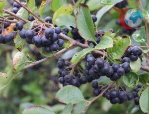 Aronya Meyvesi Diyabet Hastalarına Umut Oluyor