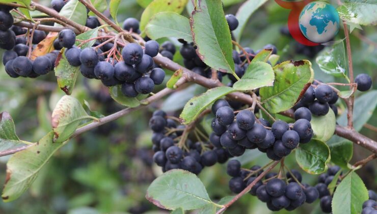 Aronya Meyvesi Diyabet Hastalarına Umut Oluyor