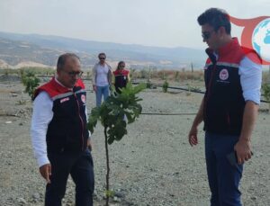 Aydın’da İncir Üretiminde Yenilikçi Adım: “Kaliteli İncir, Kaliteli İlek” Projesi Başladı