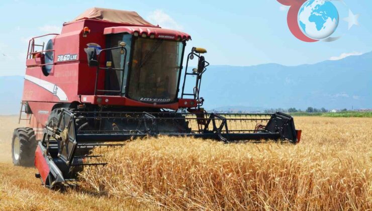 Balıkesir Edremit’te Buğday Hasadı Başladı: Çiftçilere Bereketli Bir Sezon Dilekleri