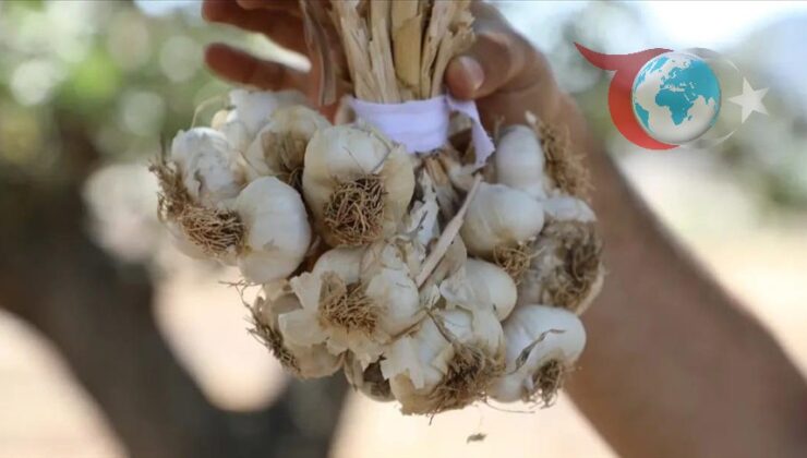 Batman’da Mehina Sarımsağı Üretimi ve Geleceği