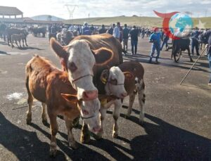 Bayburt’un Demirözü İlçesinde Şap Alarmı: 14 Köy Karantinada