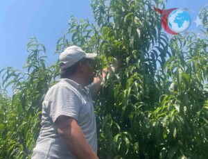 Bu Yaz Bursa Şeftalisi Cebinizi Yakacak!