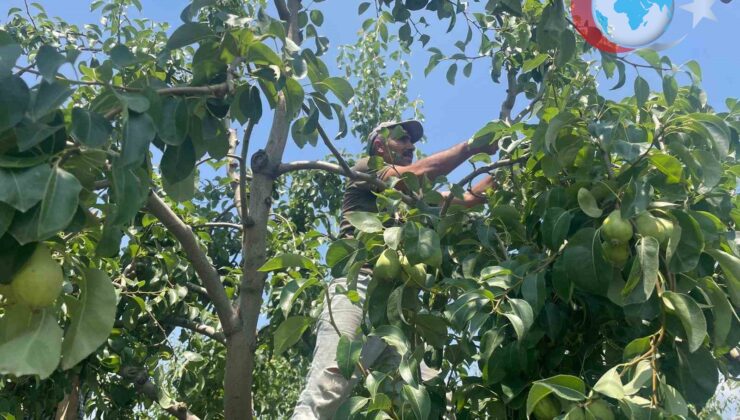 Bursa’da Armut Üretiminde Fiyatlar Zirve Yaptı