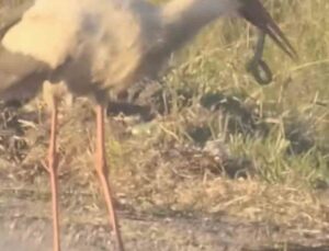 Bursa’da Sıcak Havalarda Yılanlar ve Yırtıcı Kuşlar Arasındaki Çarpıcı Karşılaşma