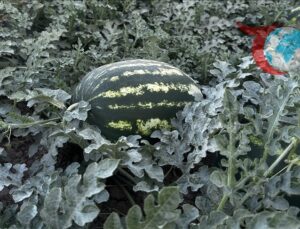 Çilek Üretimiyle Malatya’da Kadınlara İlham Veren Başarı Hikayesi