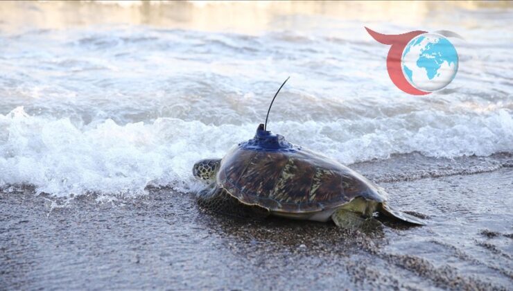 Deniz Kaplumbağalarının Uydu ile İzlenmesi: Ekosistemin Koruyucuları İş Başında