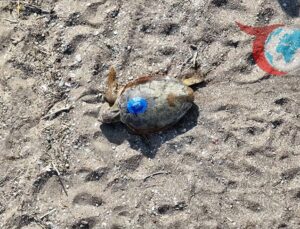 Deniz Kaplumbağası “Gümüş”ün Sıra Dışı Göç Hikayesi