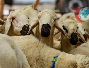 Diyanetten “bayram namazı öncesi kesilen kurbanlar geçersizdir” uyarısı