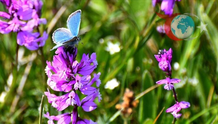 Doğanın Renkli Uyanışı: Sarıkamış’ta Çiçek ve Kelebek Güzelliği
