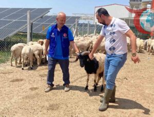 Erdoğan’ın Kurbanları Konya’da Dualarla Kesildi