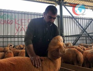 Eskişehir’de Sivas Kangalı Kuzulara Yoğun İlgi