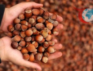 Fındık Satışları Sakarya’da Zirve Yaptı: 2024-2025 Sezonu Analizi