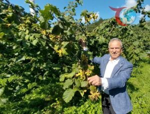 Fındık Üretiminde Hedef: 1,5 Milyon Ton ve 4 Milyar Dolar Gelir