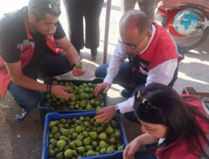 Germencik’te İlek Pazarlarında Sıkı Denetim