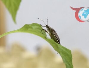 Giresun’da Samuray Arılarıyla Biyolojik Mücadele: Kahverengi Kokarcaya Karşı Yeni Hamle