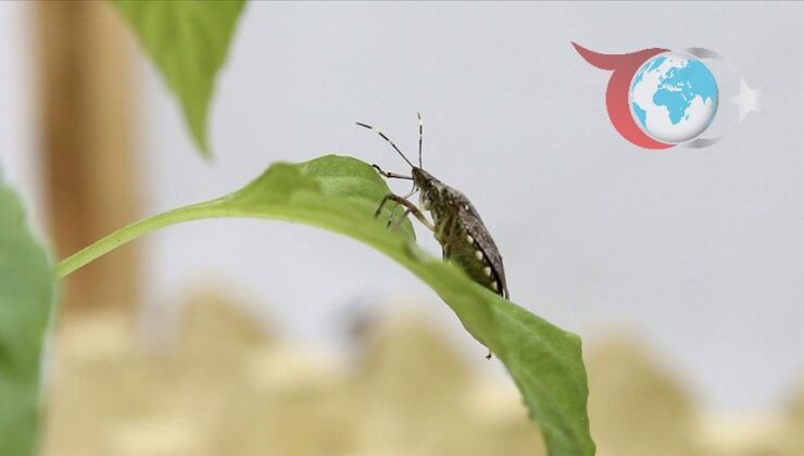 Giresun’da Samuray Arılarıyla Biyolojik Mücadele: Kahverengi Kokarcaya Karşı Yeni Hamle