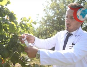 Kahverengi Kokarcalara Karşı Doğal Mücadele: Samsun’da Samuray Arıcıkları ve Sülünler Doğada