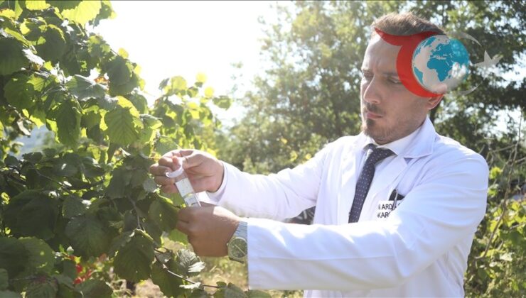 Kahverengi Kokarcalara Karşı Doğal Mücadele: Samsun’da Samuray Arıcıkları ve Sülünler Doğada