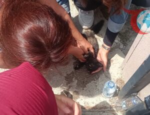 Kastamonu’da Üniversitelilerden Yavru Kediye Hayat Kurtaran Müdahale