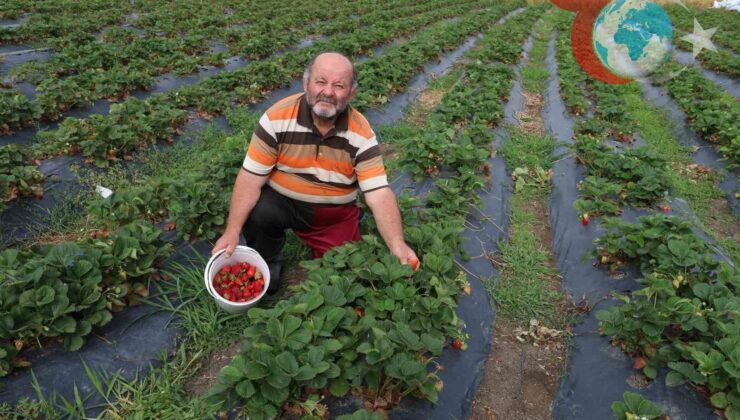 Kazım Yüksel’in Doğal Yaşam ve Üretim Hikayesi: Tavuk ve Çilek Bahçesi