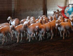 Küçükbaş kurbanlıklar alıcısının karşısına bakımlı çıkması için kırkılıyor