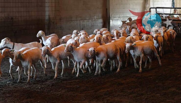 Küçükbaş kurbanlıklar alıcısının karşısına bakımlı çıkması için kırkılıyor