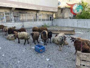 Kurban Bayramı Arifesinde Malazgirt Kurban Pazarı Renkli Görüntülere Sahne Oluyor