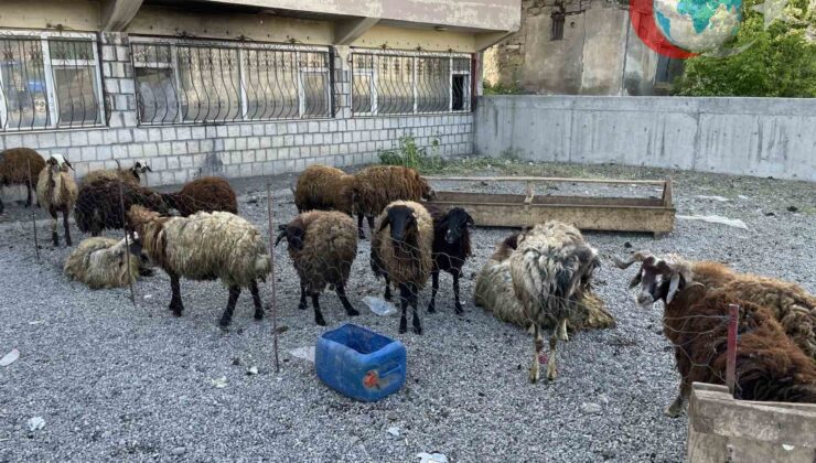 Kurban Bayramı Arifesinde Malazgirt Kurban Pazarı Renkli Görüntülere Sahne Oluyor