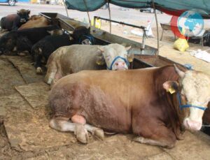 Kurban Bayramı Öncesi Kayseri’de Kurban Pazarları Canlanıyor