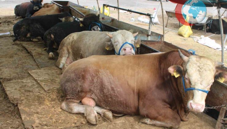 Kurban Bayramı Öncesi Kayseri’de Kurban Pazarları Canlanıyor