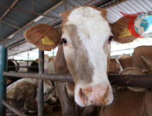 Kurban Bayramı Öncesi Kurbanlık Alırken ve Keserken Dikkat Edilmesi Gerekenler