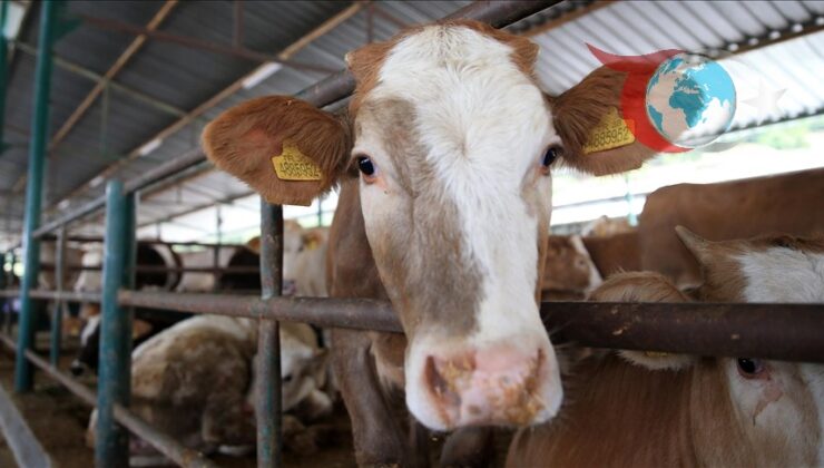 Kurban Bayramı Öncesi Kurbanlık Alırken ve Keserken Dikkat Edilmesi Gerekenler