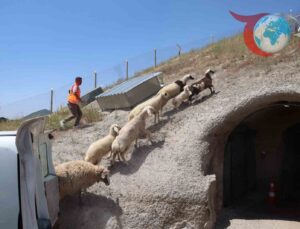 Kurban Bayramı’nda Kayıp Koyunlar Sahiplerine Kavuştu