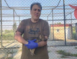 Kurtlar ve Köpekler Arasındaki Genetik Bağ Araştırılıyor