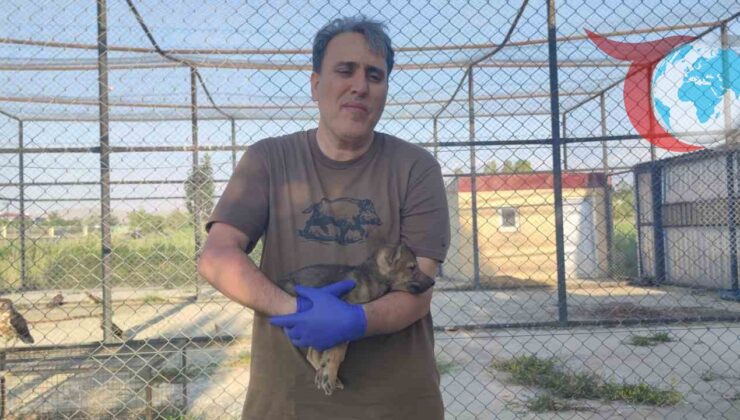 Kurtlar ve Köpekler Arasındaki Genetik Bağ Araştırılıyor