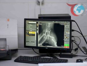 Kuşadası Belediye Başkanı, Yaralı Kediye İkinci Bir Şans Verdi