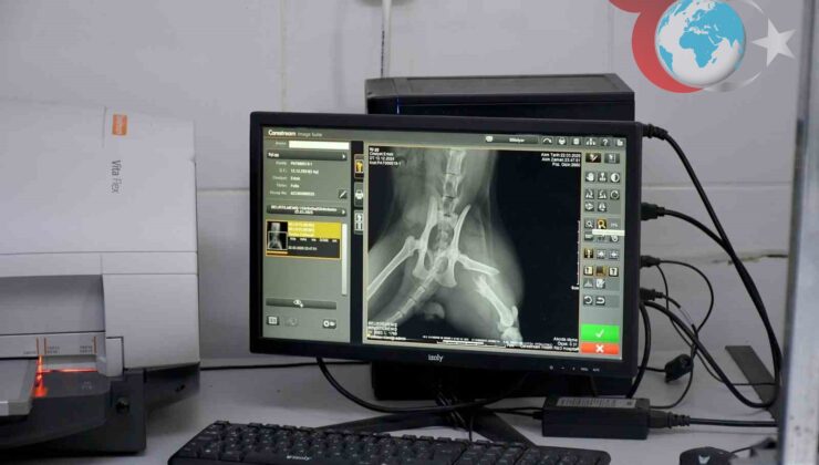 Kuşadası Belediye Başkanı, Yaralı Kediye İkinci Bir Şans Verdi