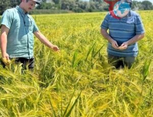 Kütahya’da Sertifikalı Bravo Arpa Ekimi Kontrol Altında