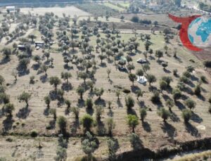 Maden Yasası’na Tepki: Zeytinlikler ve Enerji Arasında Denge Arayışı