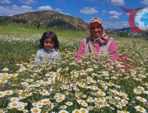 Manisa’nın Demirci İlçesinde Kadınların Ek Gelir Kapısı: Kır Papatyası Hasadı